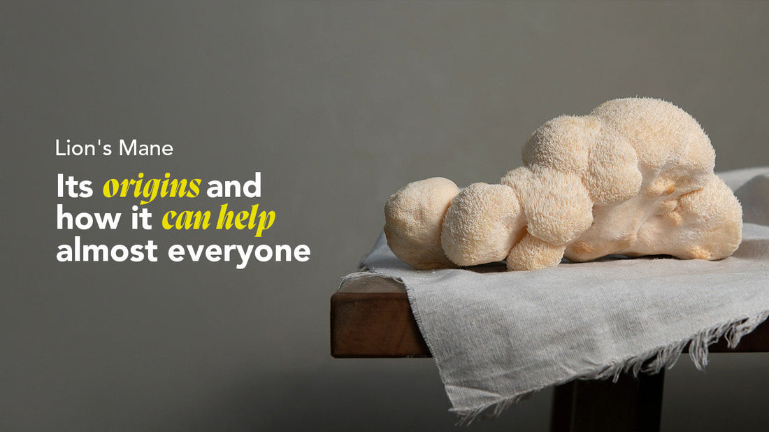 Lion's Mane: De Krachtigste Hersenversterkende Paddenstoel