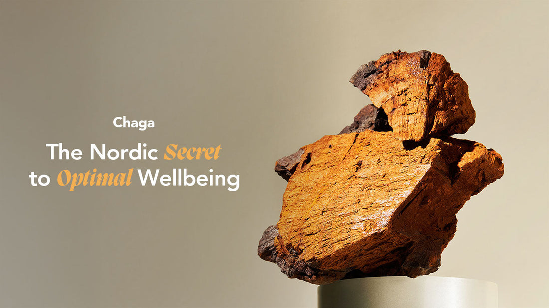 Chaga: De Koning van het bos voor vitaliteit en gezondheid