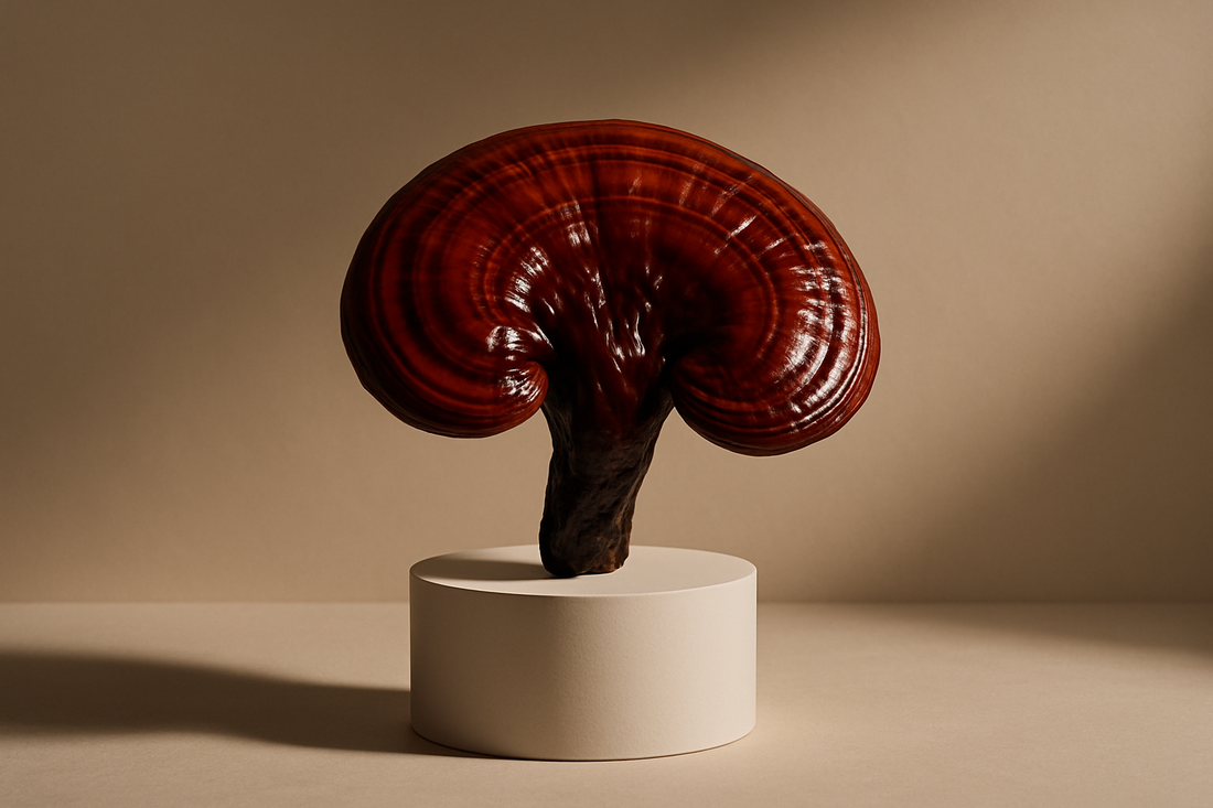 Reishi voor betere slaap: werkt het?