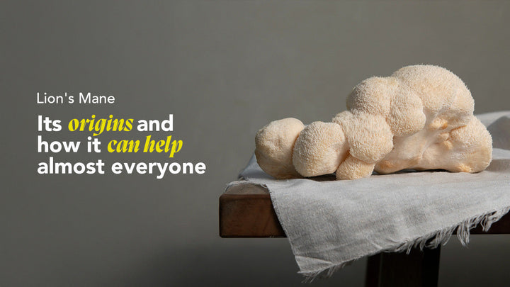 Lion's Mane: De Krachtigste Hersenversterkende Paddenstoel