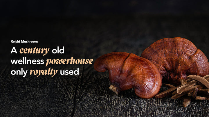 Reishi Paddenstoel: Superfood voor royals