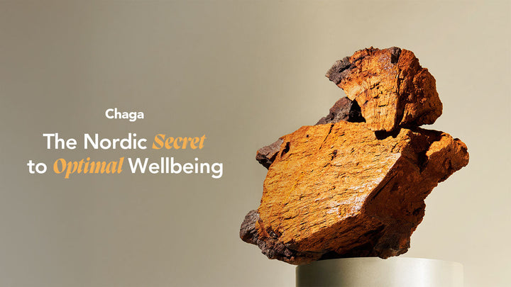 Chaga: Baas van het bos voor vitaliteit en gezondheid