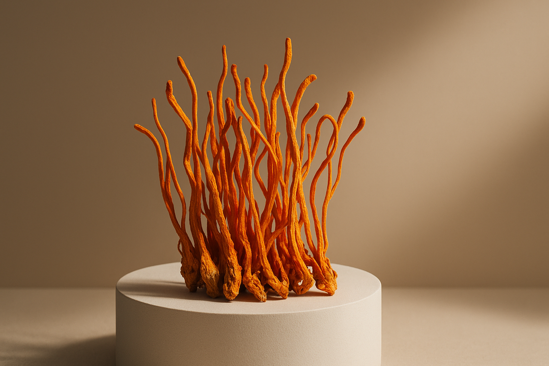 Cordyceps en hartgezondheid: wat zegt het onderzoek?