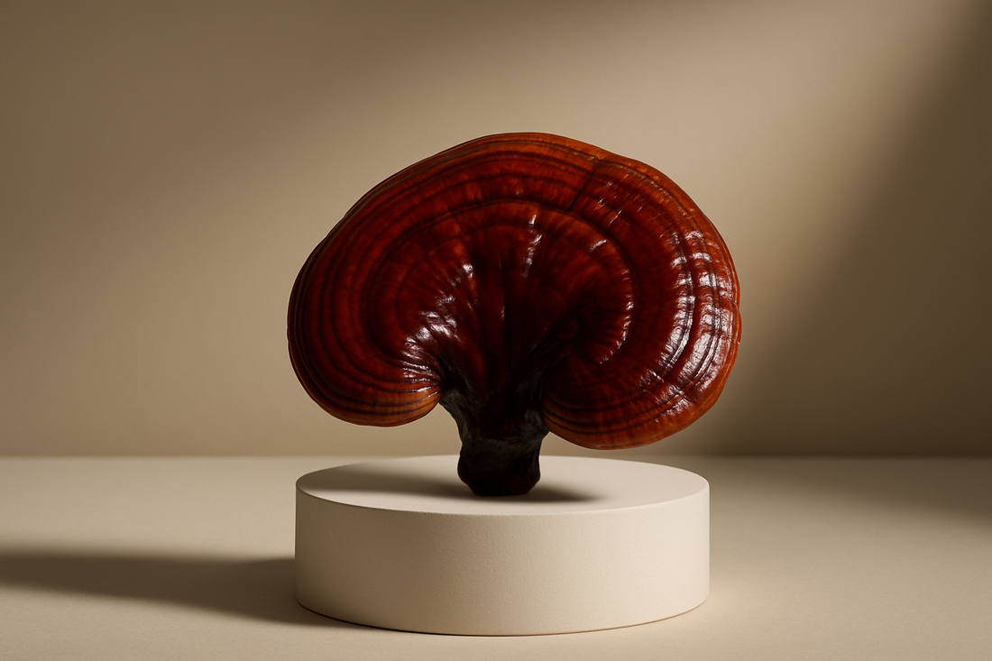 Reishi en cortisol: hoe reishi je stressrespons ondersteunt